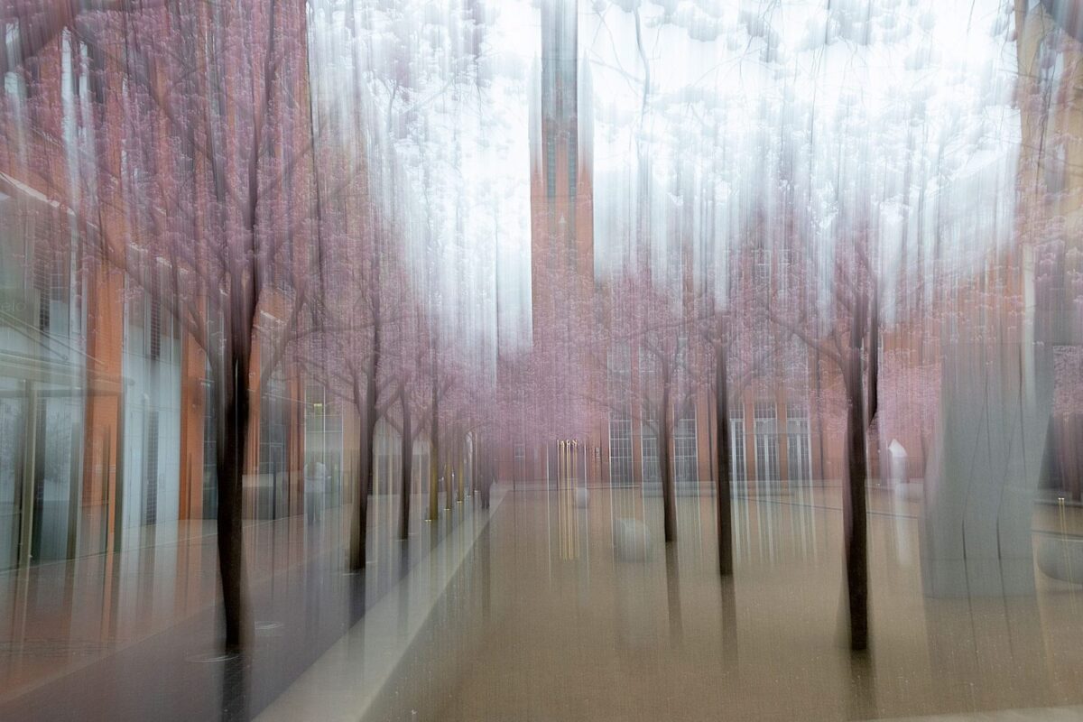 Cherry Blossom in the Square Wooden Framed Poster