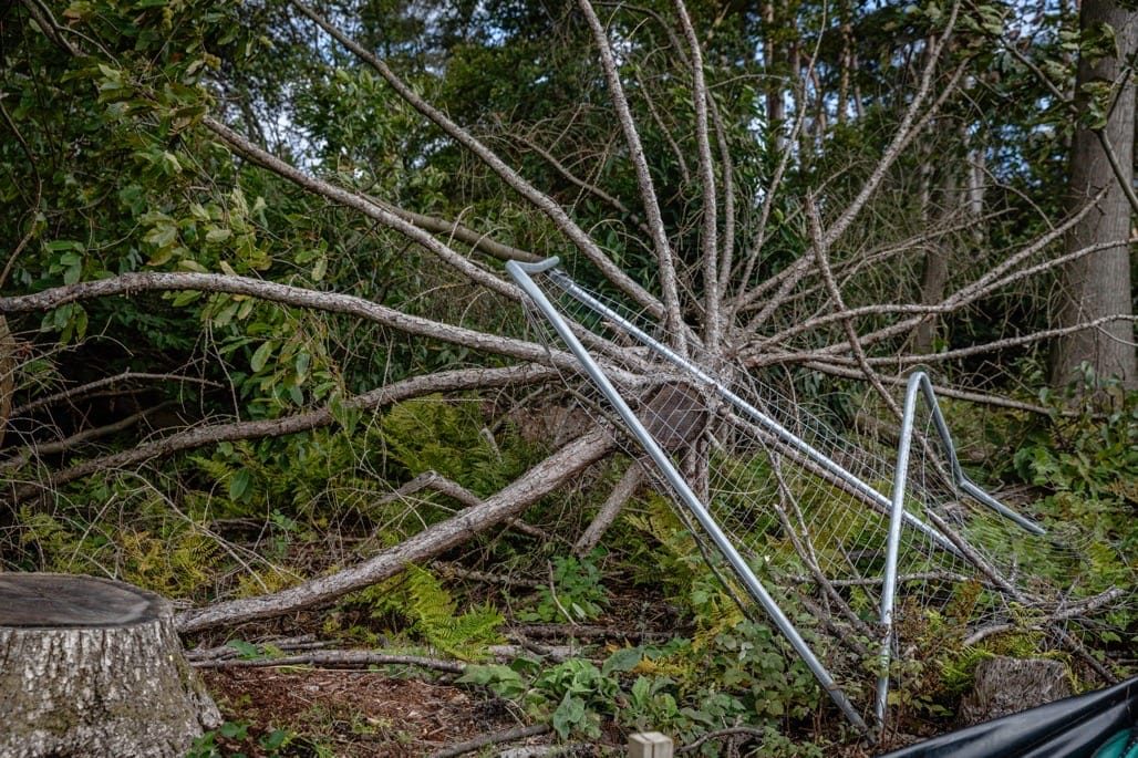 Sixteen Acre Wood, Berkswell, September, 2023