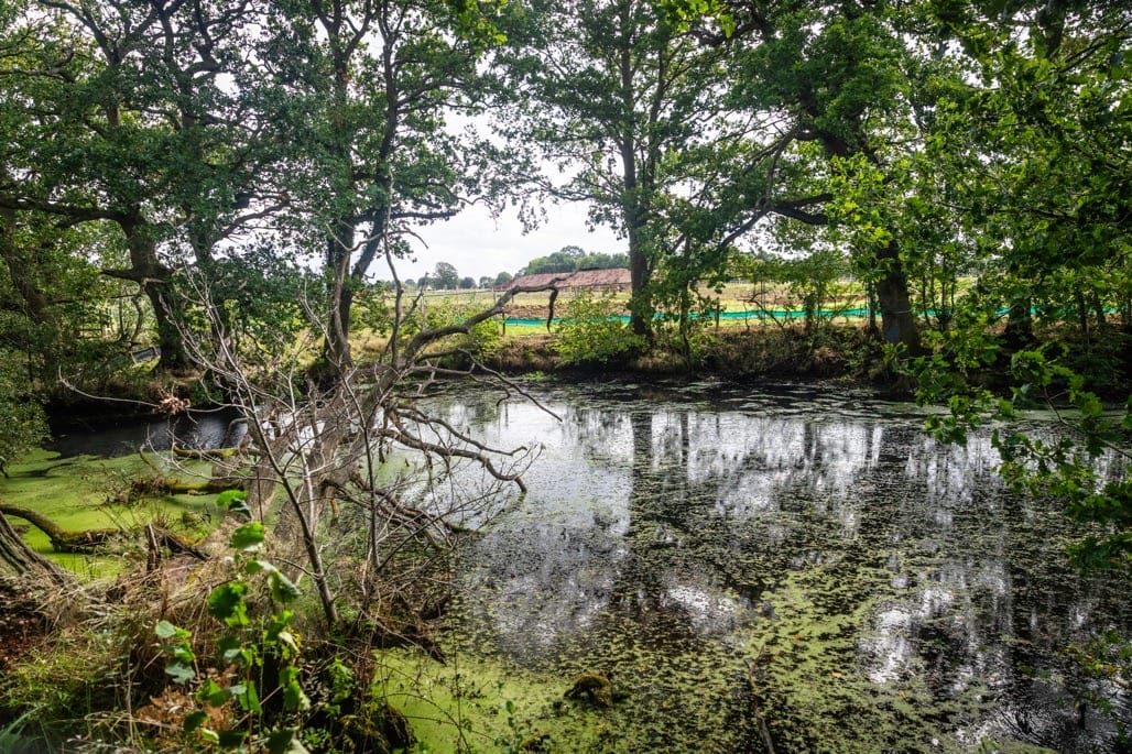 Sixteen Acre Wood, Berkswell, September, 2023