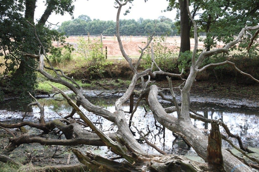 16 Acre Wood, Berkswell, 2022