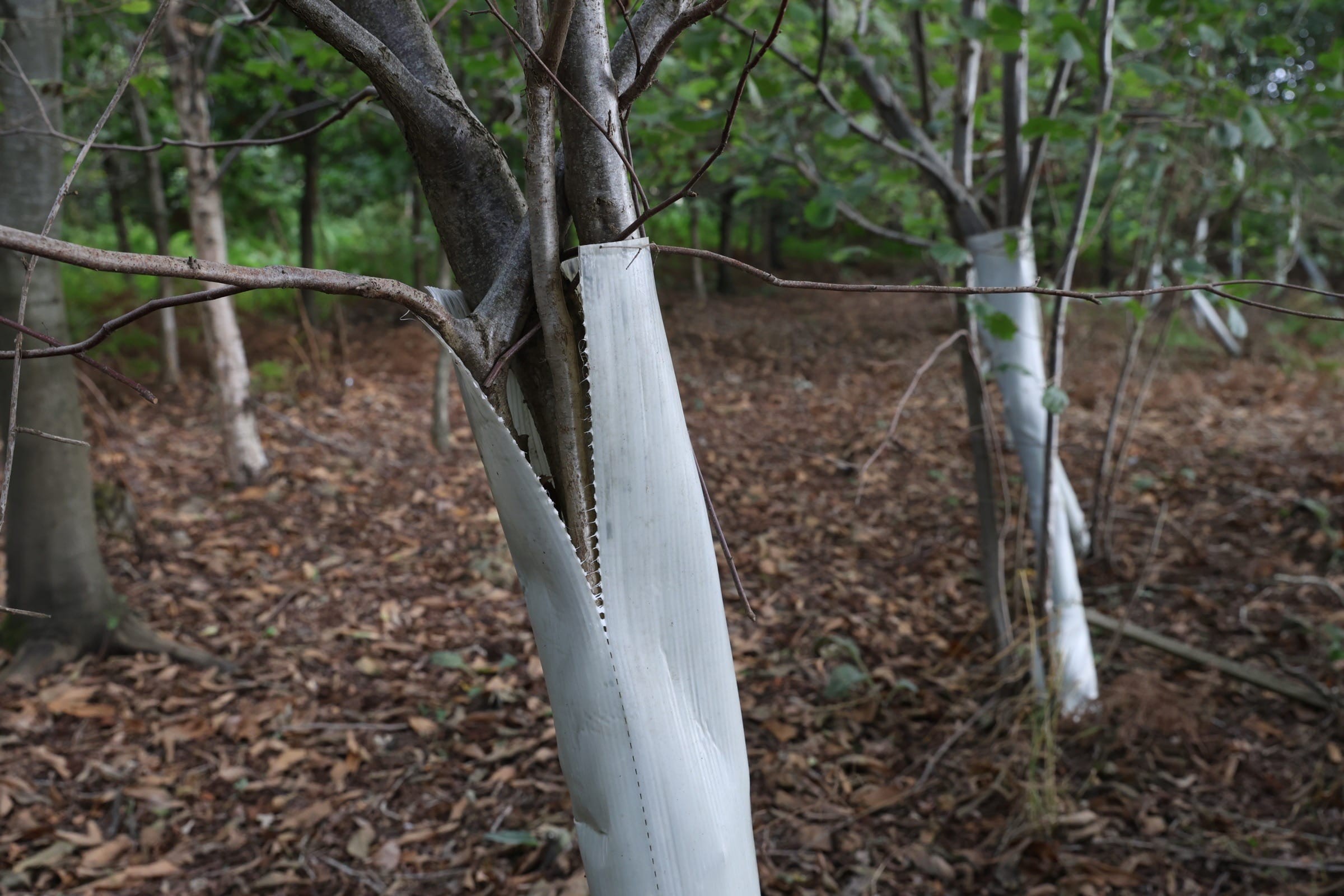 A return to 16 Acre Wood to see the progress of HS2 2026