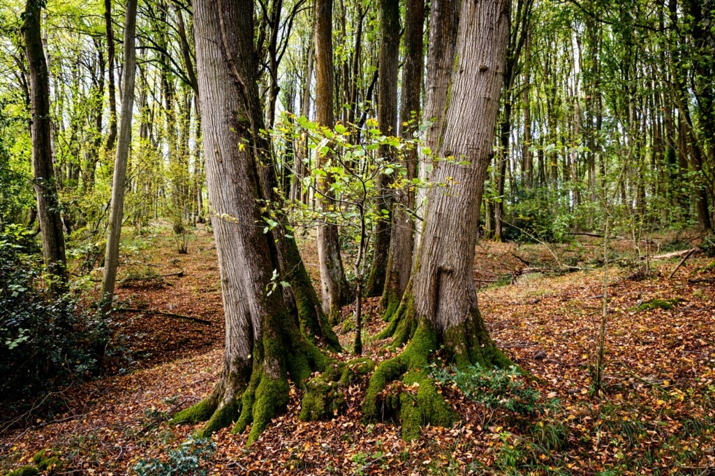 Oversley Wood and mindfulness.
