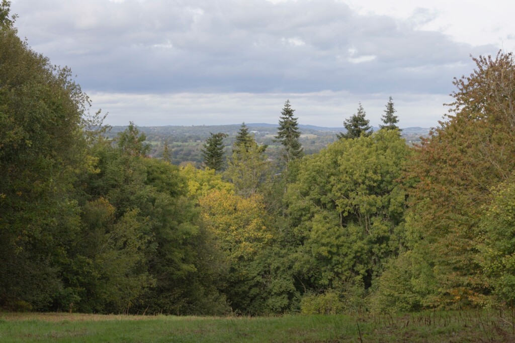 Oversley Wood and mindfulness.