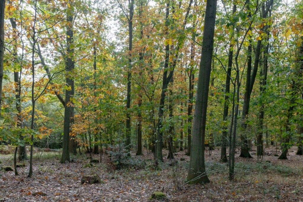 Oversley Wood and mindfulness.