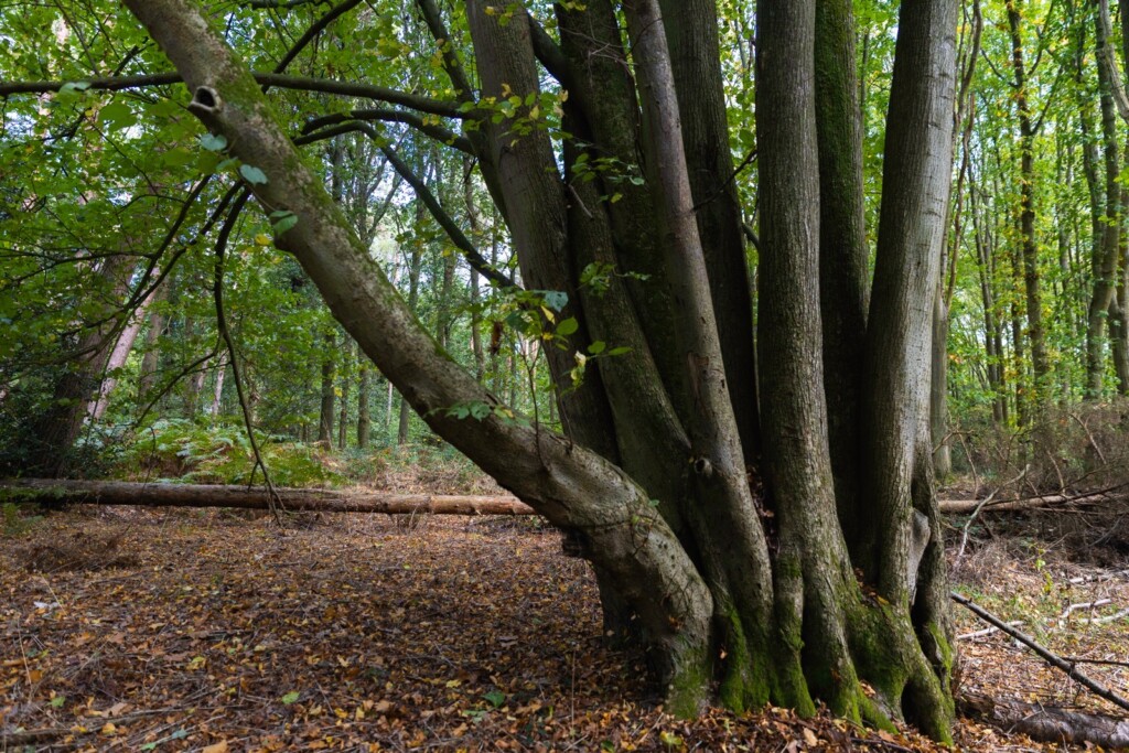 Oversley Wood and mindfulness.