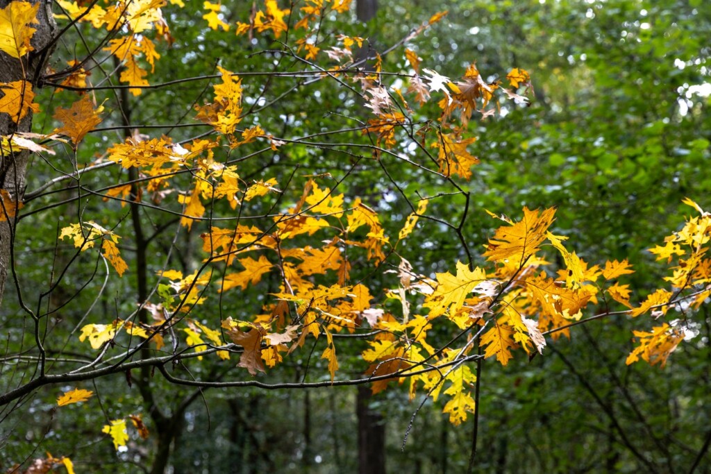 Oversley Wood and mindfulness.