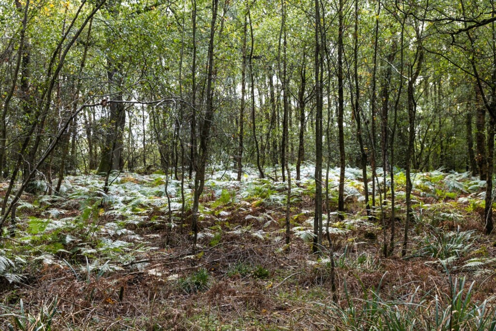 Oversley Wood and mindfulness.