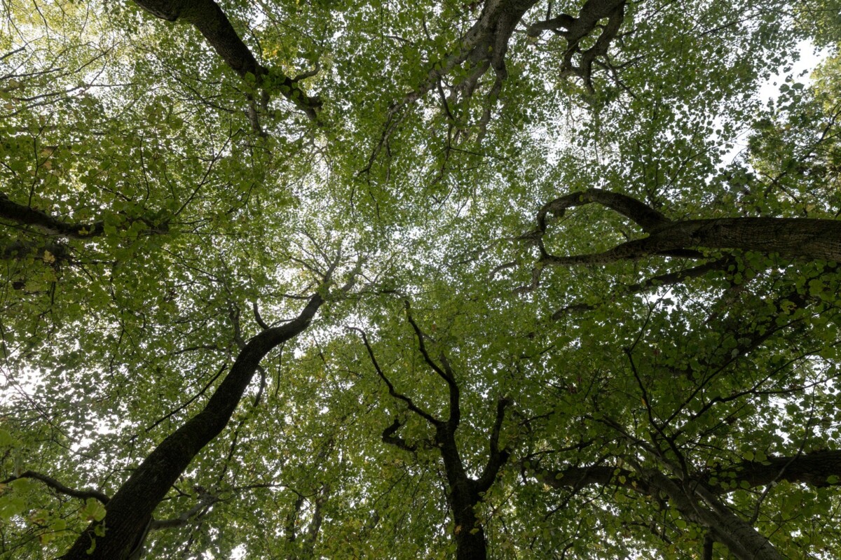 Oversley Wood and mindfulness.