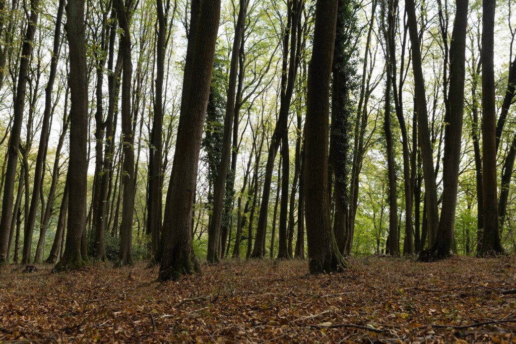 Oversley Wood and mindfulness.