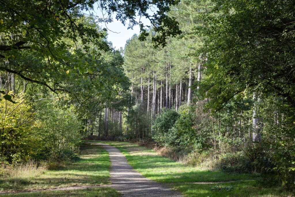 Oversley Wood and mindfulness.